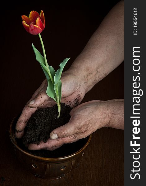 Hands of the woman hold a flower for landing in a pot with the earth. Hands of the woman hold a flower for landing in a pot with the earth