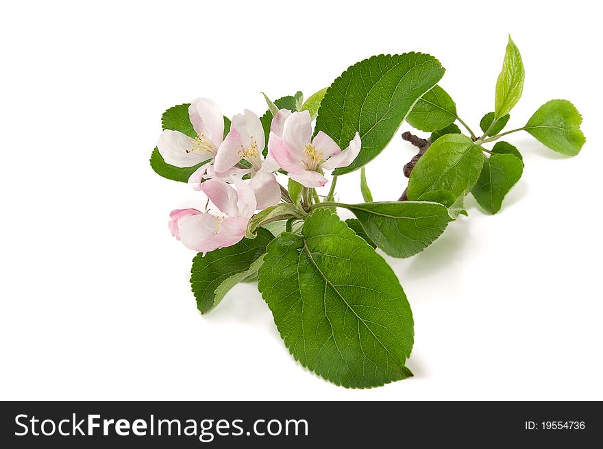 Branch of a flowering apple tree isolated on white background