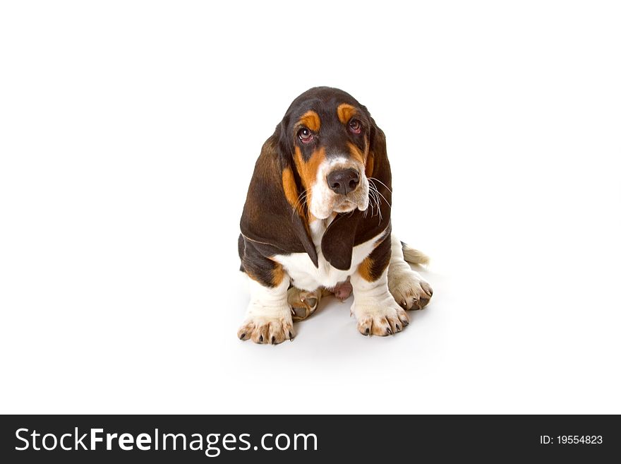 Cute basset puppy on white background - studio shot.