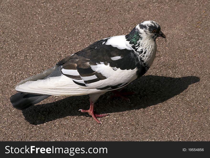 Close up of the one pigeon