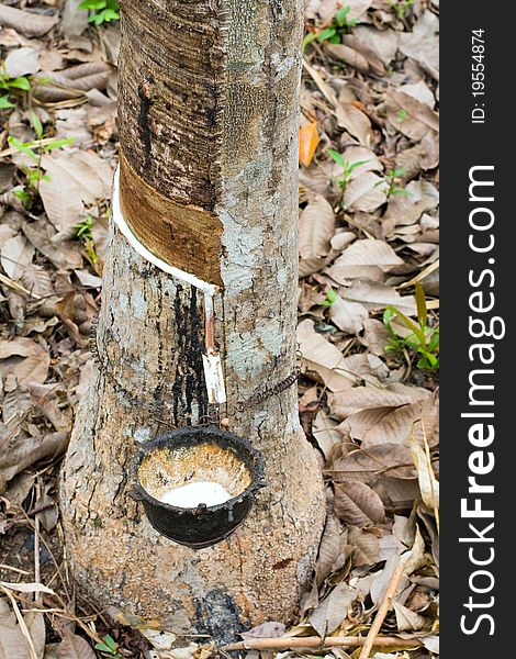 Milk of rubber tree flows into a wooden bowl . Thailand .