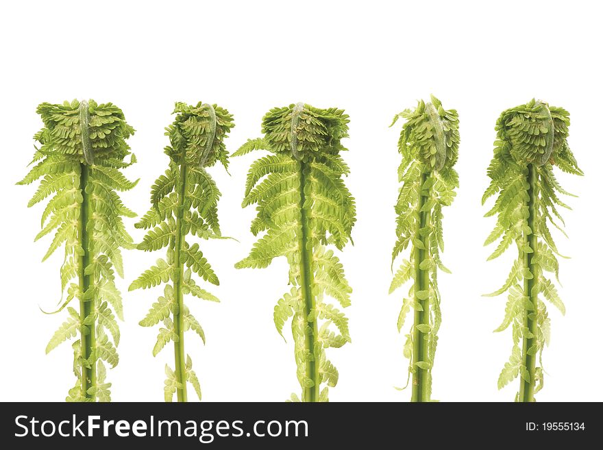 Wild young curled fern sprouts in a row, on a white background. Wild young curled fern sprouts in a row, on a white background.
