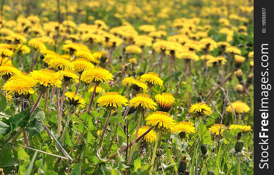 Field of yellow dandelions. Glade of yellow flowers. Spring landscape. Field of yellow dandelions. Glade of yellow flowers. Spring landscape.
