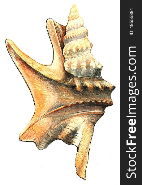 Shell drawing isolated