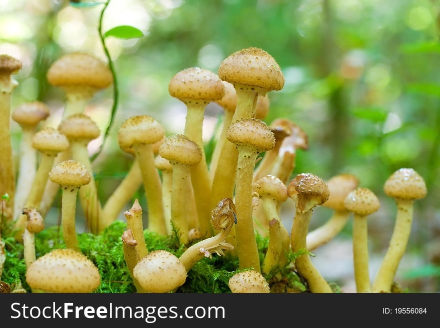 Agaric honey fungus in forest