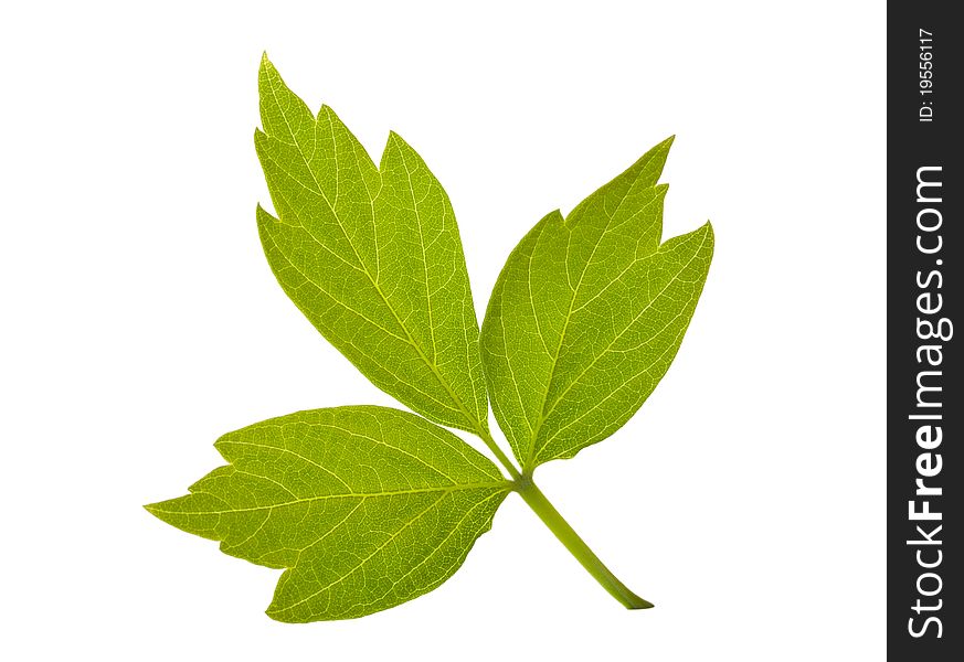 Close-up ash-leaved maple leaf, isolated on white