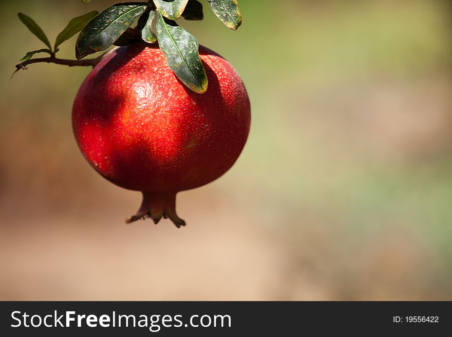 Pomegranate cultivation in Israel
colorful image of Pomegranate. Pomegranate cultivation in Israel
colorful image of Pomegranate