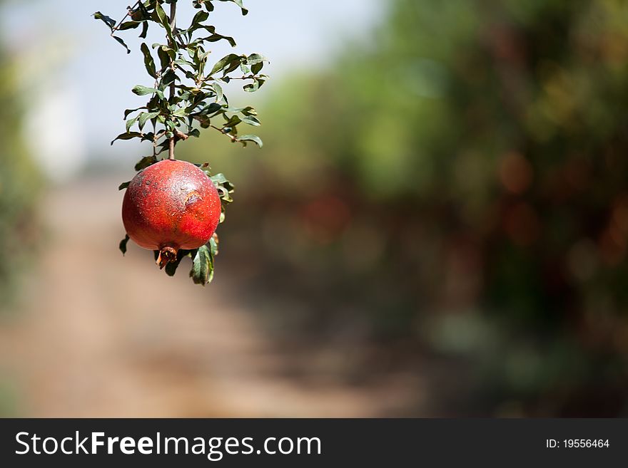 Pomegranate cultivation in Israel colorful image of Pomegranate