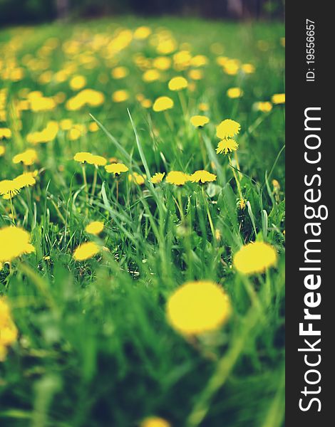 Spring meadow with dandelions