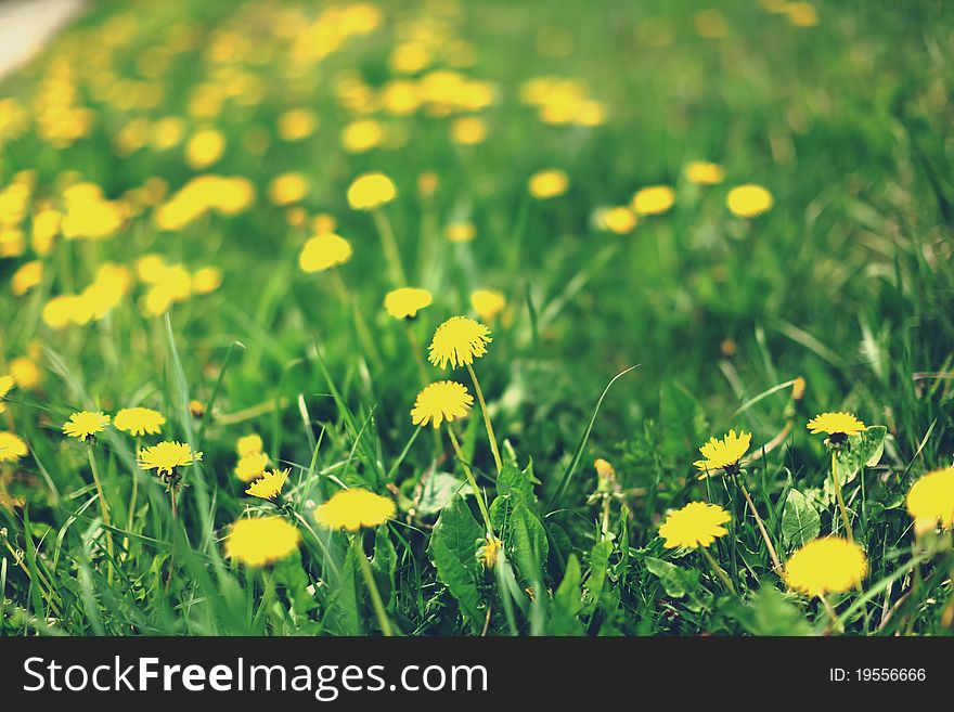 Spring meadow with yellow dandelions. Spring meadow with yellow dandelions