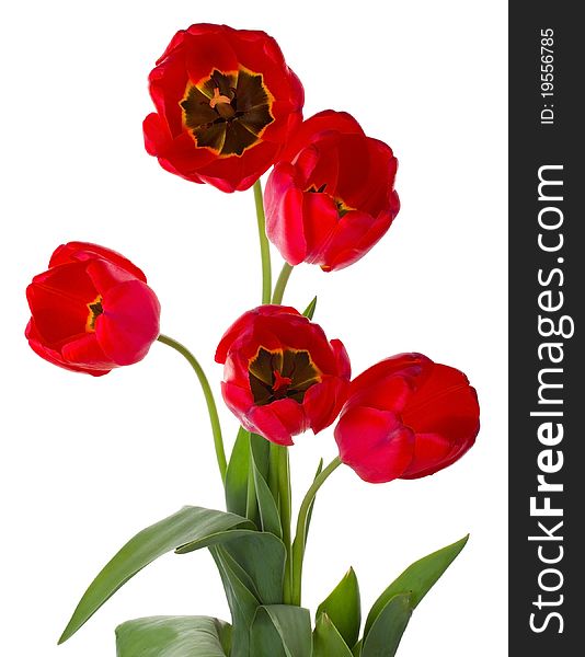 Five red tulips bouquet