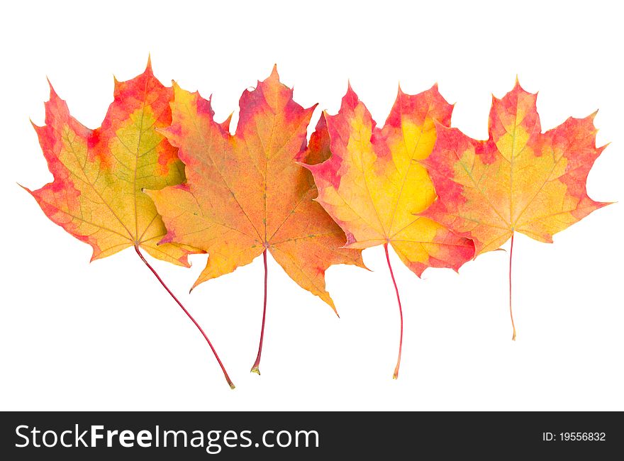 Four multicolored autumn maple leaves
