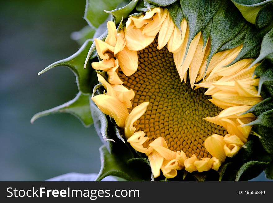 Single yellow sunflower on the green field