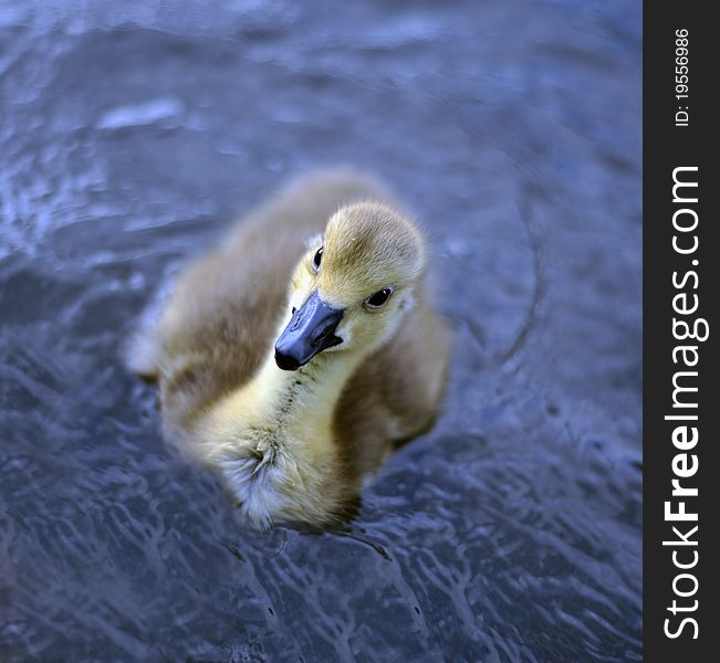 Close up photo of new born baby Canadian Goslings just a week old