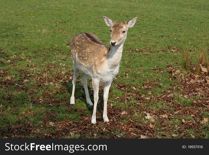 Young dear posing on the meadow. Young dear posing on the meadow