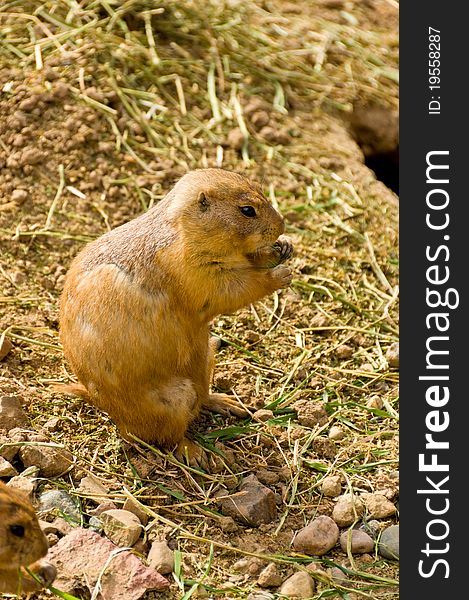 A Prairie Dog on a Dirt and Gravel Background. A Prairie Dog on a Dirt and Gravel Background
