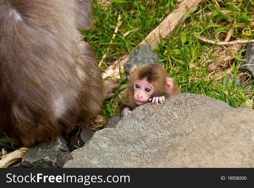 A baby Monkey cuddled up to a Rock