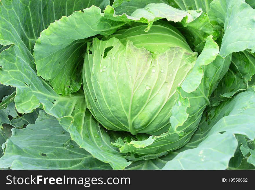 Green cabbage that was grown by tribesman.