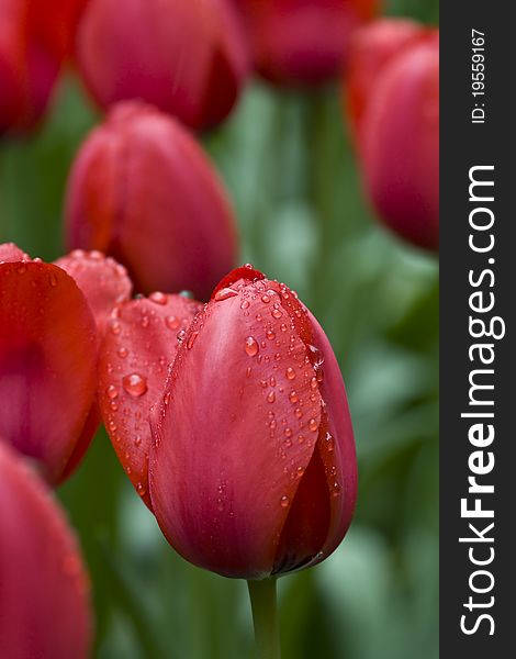 Drops of spring rain on the red tulips