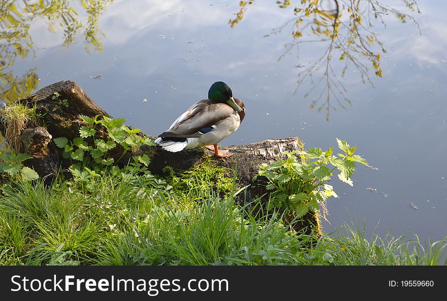 The duck has a rest on the bank of a pond sitting on an old snag.