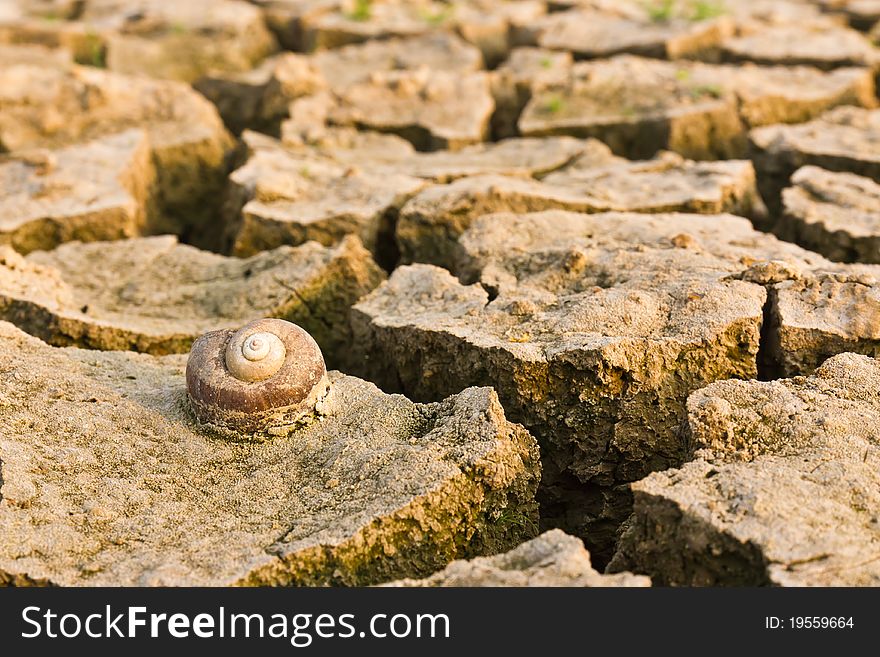 Cracked earth with snail dead , metaphoric for climate change and global warming.