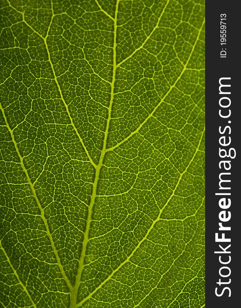 Green leaf background, macro shot