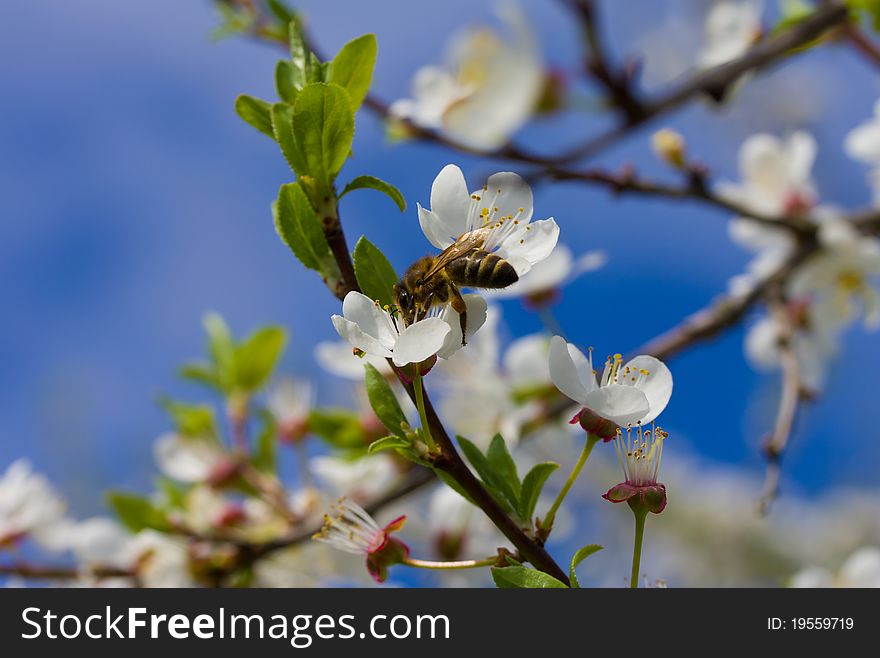 Honeybee pollinating flowers of plum tree