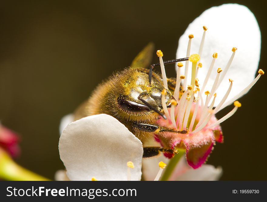 Honeybee pollinating flowers, macro shot