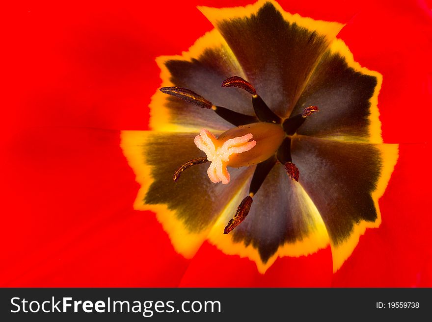 Macro shot of red tulip