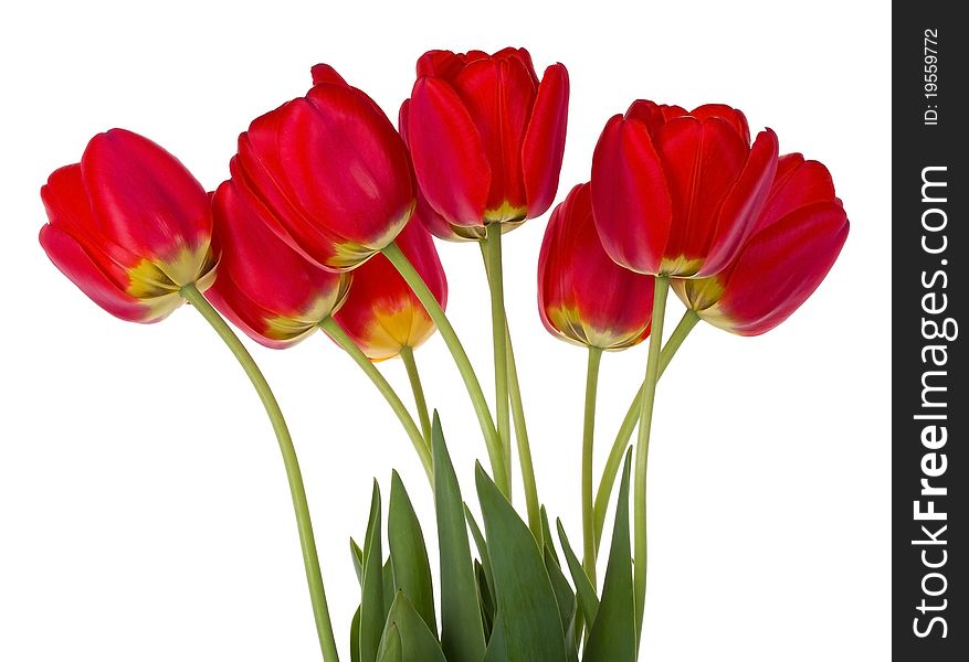 Close-up red tulips bouquet, isolated on white