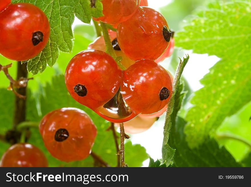 Ripe Red Currant