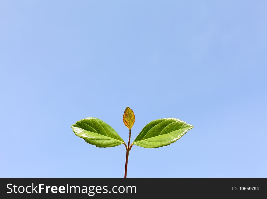 Green leaves and blue sky