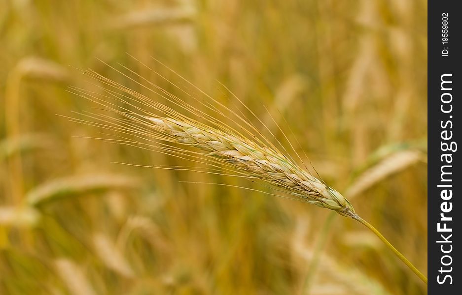 Close-up ear of rye in field, selective focus