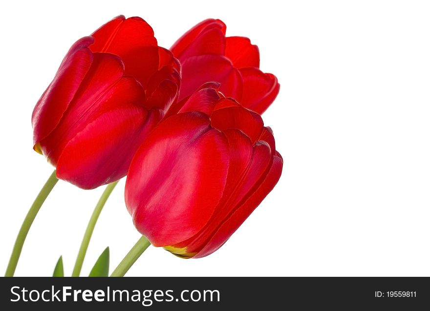 Close-up three red tulips, selected focus, isolated on white
