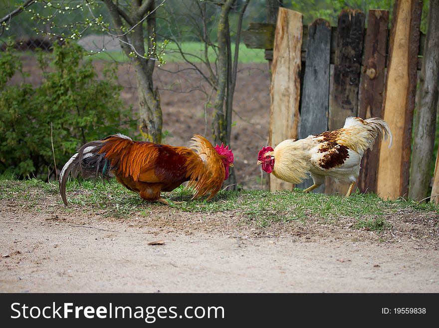 Two cocks look at each other, ready for fight. Two cocks look at each other, ready for fight