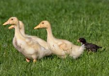 Ducklings Stock Photography