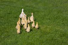 Ducklings Royalty Free Stock Photos Ducklings Royalty Free Stock Photos