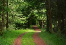 Into The Woods Royalty Free Stock Images Into The Woods Royalty Free Stock Images