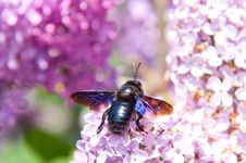 Big European Bee On Lilac Royalty Free Stock Photos