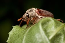 Cockchafer Beetle Royalty Free Stock Photography
