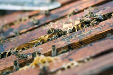 Working Bees Royalty Free Stock Image Working Bees Royalty Free Stock Image