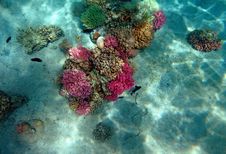 Red Sea Coral Reef Royalty Free Stock Images Red Sea Coral Reef Royalty Free Stock Images