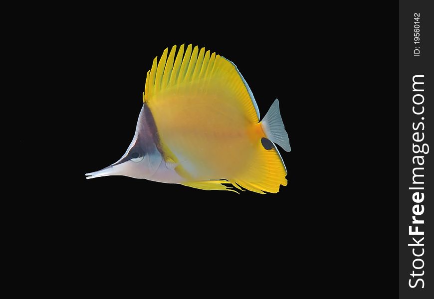 Longnose Butterflyfish isolated on black