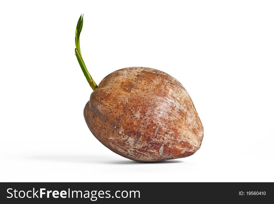 New  coconut tree on white background