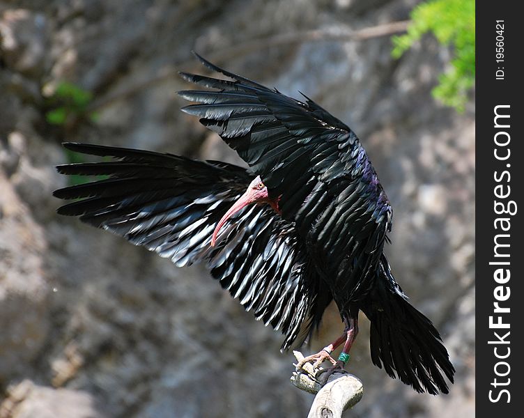 Northern Bald Ibis or Hermit Ibis