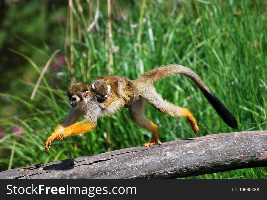 Common squirrel monkey with baby on her back