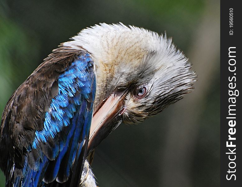 Blue-winged Kookaburra cleaning his feathers