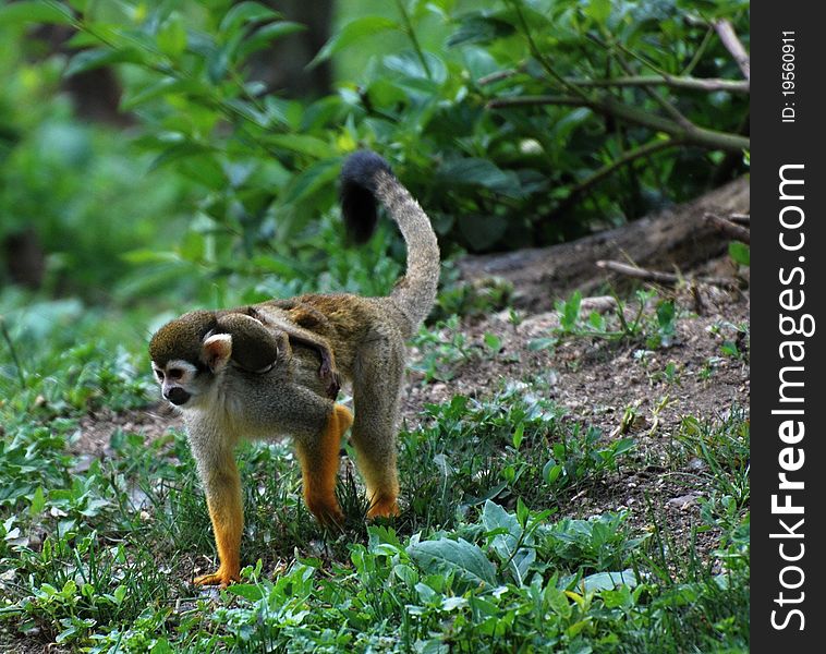 Common squirrel monkey with baby