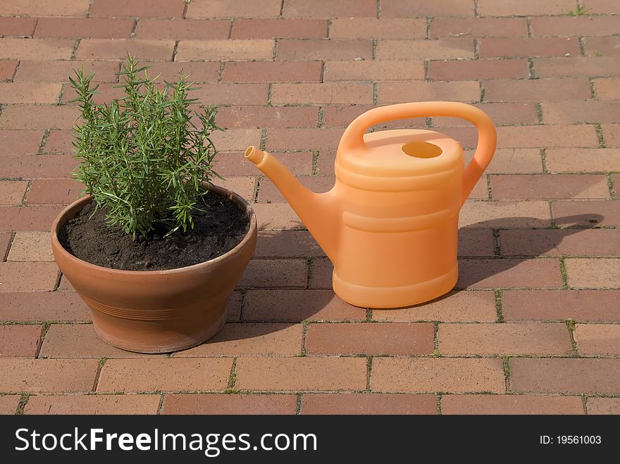 Orange watering can watering  green rosemary on terrace