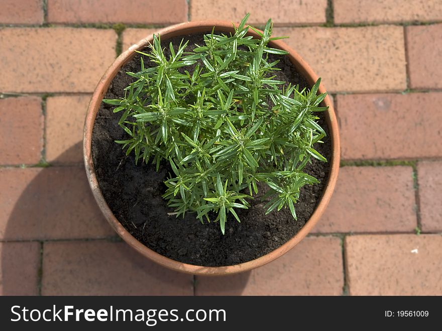 Rosemary Herb Planted in a Clay Pot on terrace